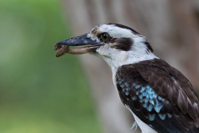 Kookaburra, Brisbane, Australia