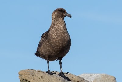 Falkland skua