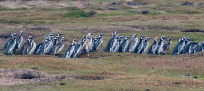 Magellanic penguins