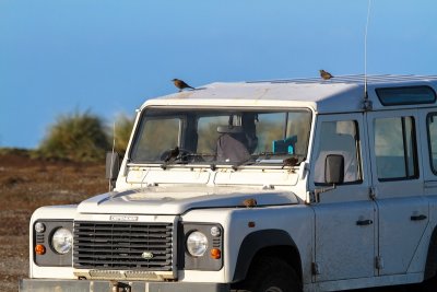 Tussac birds on Defender