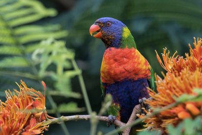Rainbow lorikeet, Brisbane, Australia