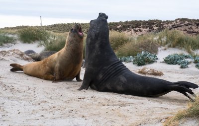 Elephant seals