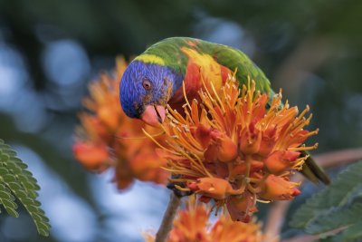 Rainbow lorikeet, Brisbane, Australia