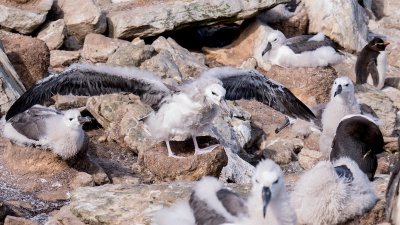 Black-browed albatross chicks