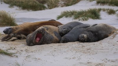 Elephant seals