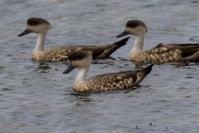 Patagonian crested ducks 