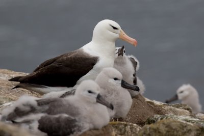 Black-browed albatross 