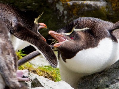 Rockhopper penguins