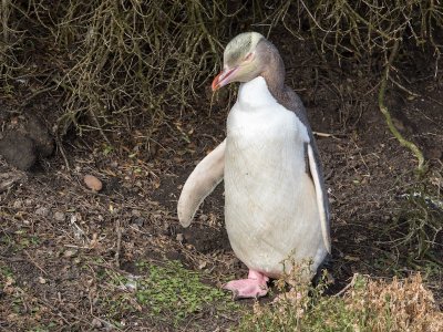 New Zealand - South Island birds