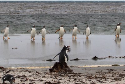 Gentoo penguins