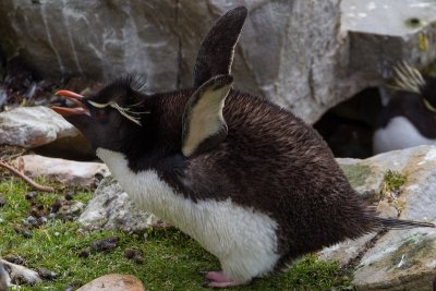 Rockhopper penguin
