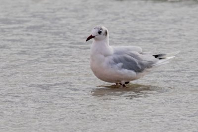 Brown-hooded gull