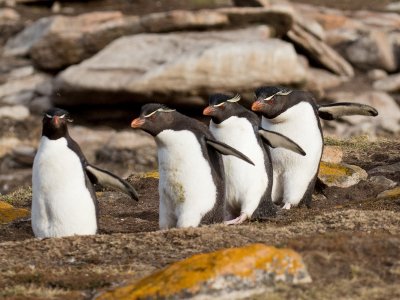 Falklands - Saunders Island