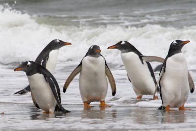 Gentoo penguins