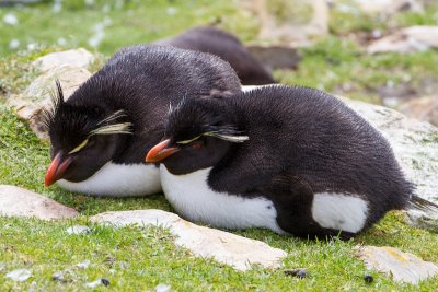 Rockhopper penguins