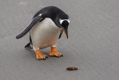 Gentoo
