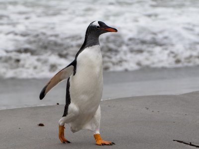 Gentoo