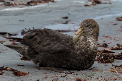Southern giant petrel