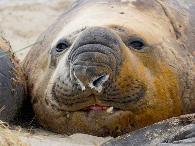 elephant seal