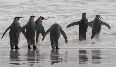King penguins