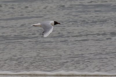 Brown-hooded gull