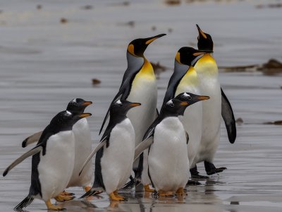Gentoo and king penguins