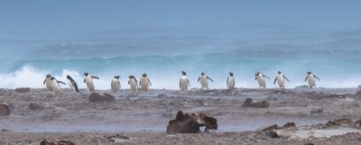 Falklands - Sea Lion Island