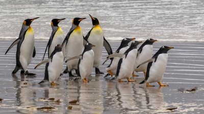 Gentoo and king penguins