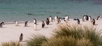 Falklands - Carcass Island