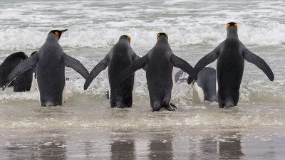 King penguins