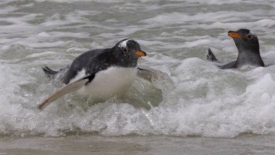 Gentoo penguins