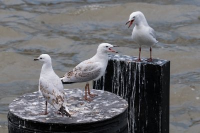 Miscellaneous Birds