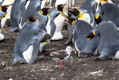 Falklands - East Falkland Island