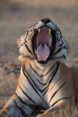 Ranthambore 2017