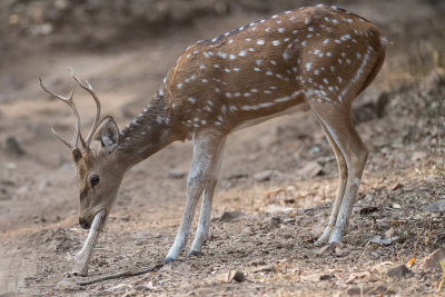 Spotted deer