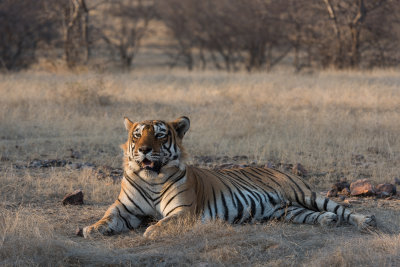 Ranthambore 2017