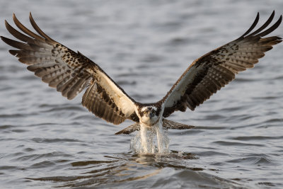 Osprey