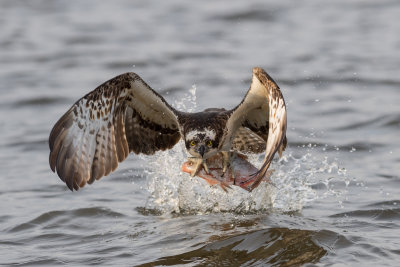Osprey