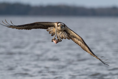 Osprey