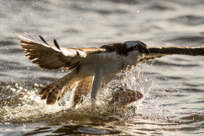 Osprey