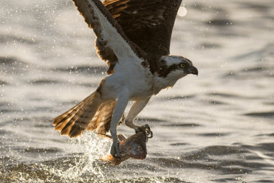 Osprey