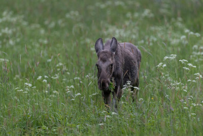 Moose