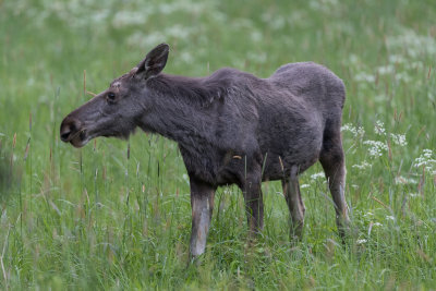 Moose