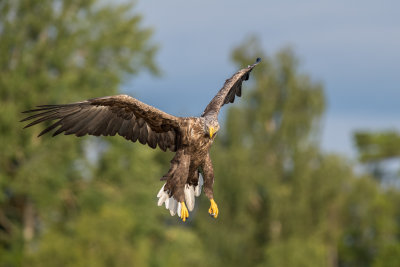 White tailed eagle