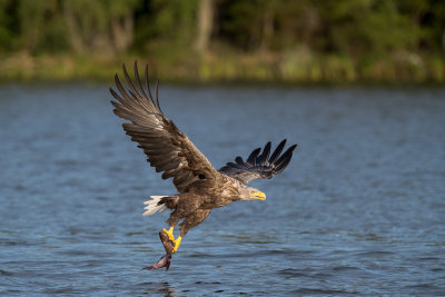White tailed eagle