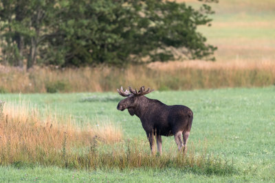 Moose