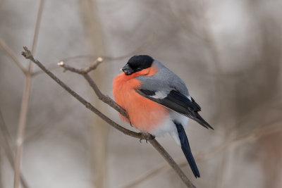 Bullfinch