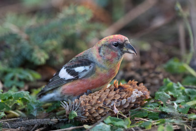 Two-barred Crossbill