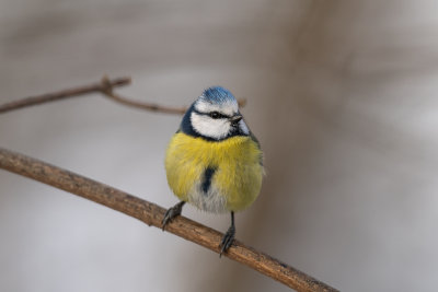 Blue Tit