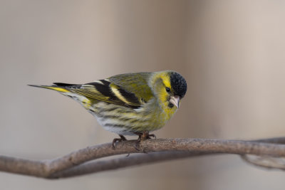 Eurasian Siskin